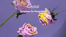  Presentation with roses - PPT theme with conceptual-image-of-violet-roses background and a violet colored foreground