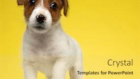  Presentation with russell - Audience pleasing presentation consisting of concerned-jack-russell-terrier-puppy backdrop and a yellow colored foreground