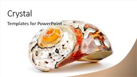  Presentation with seashell - Cool new theme with conch shell - seashell isolated on white background backdrop and a white colored foreground