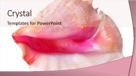  Presentation with shell - PPT layouts featuring conch shell isolated on white background and a lemonade colored foreground