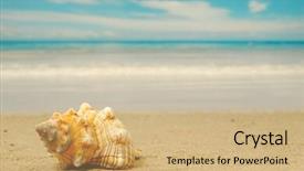  Presentation with exotic soap - Presentation theme enhanced with conch shell on an exotic background and a  colored foreground