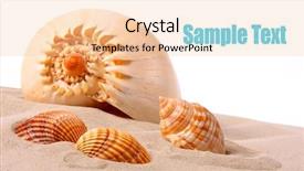  Presentation with shell - PPT layouts consisting of conch shell on an tropical background and a  colored foreground