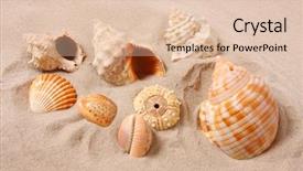  Presentation with shell - Beautiful theme featuring conch shell on an tropical backdrop and a  colored foreground