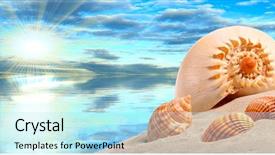  Presentation with shell - Beautiful PPT theme featuring conch shell on an tropical backdrop and a  colored foreground
