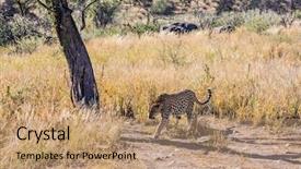  Presentation with savannah - Theme enhanced with conditions of the african savannah background and a  colored foreground