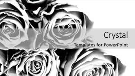  Presentation with condolence - Beautiful theme featuring condolence - background with roses in black backdrop and a light gray colored foreground