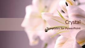  Presentation with condolence - PPT layouts consisting of condolence - white lilly background and a lemonade colored foreground