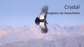  Presentation with flying - Beautiful presentation design featuring condor flying above colca canyon backdrop and a light blue colored foreground