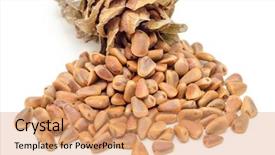  Presentation with pine cone - Slide set having cone and nuts of siberian background and a coral colored foreground