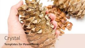  Presentation with cedar - Colorful presentation theme enhanced with cone cedar in hand over nuts backdrop and a coral colored foreground