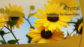  Presentation with sky sun - PPT theme featuring colored backgrouds - black-eyed susan rudbeckia hirta lit background and a gold colored foreground