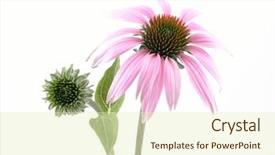  Presentation with echinacea - Audience pleasing slide deck consisting of close-ups of echinacea flower backdrop and a soft green colored foreground