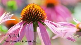  Presentation with echinacea - Beautiful PPT theme featuring echinacea flowers in the garden backdrop and a coral colored foreground