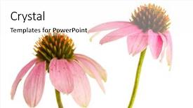  Presentation with echinacea - Colorful slides enhanced with purple echinacea isolated on white backdrop and a white colored foreground
