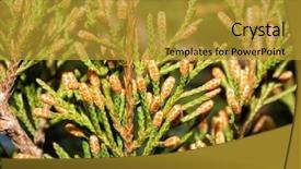  Presentation with cedar - PPT theme consisting of cones about to release pollen background and a gold colored foreground