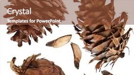  Presentation with pine - PPT layouts with cones collection set isolated background and a tawny brown colored foreground