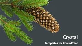  Presentation with pine cone - Beautiful presentation featuring cones tree - cone and pine twig isolated backdrop and a dark gray colored foreground