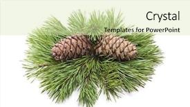  Presentation with pine cone - Slides having cones tree - siberian pine cone with branch background and a  colored foreground