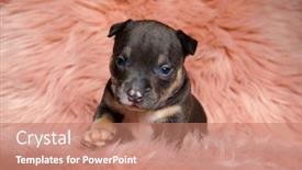  Presentation with bully - PPT layouts featuring confident-american-bully-puppy-looking background and a coral colored foreground