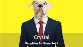  Presentation with navy blue - Presentation theme enhanced with confident-business-american-bulldog-dog background and a wine colored foreground