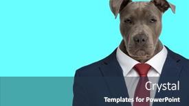  Presentation with navy blue - Presentation theme consisting of confident-business-amstaff-dog-wearing background and a ocean colored foreground