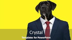  Presentation with blue business - PPT theme featuring confident-business-labrador-dog background and a wine colored foreground