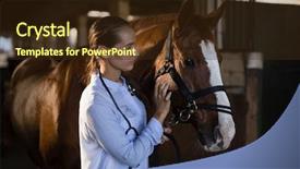  Presentation with vet - Amazing slide deck having confident female vet stroking horse backdrop and a wine colored foreground