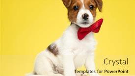  Presentation with russell - Cool new presentation theme with confident-jack-russell-terrier-wearing backdrop and a blonde colored foreground