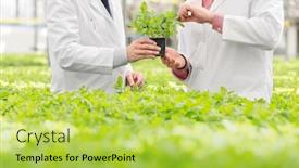  Presentation with herb - Beautiful slides featuring confident-male-scientists-examining-herb backdrop and a yellow colored foreground