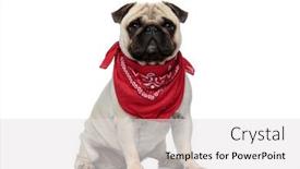  Presentation with puppy - Beautiful presentation theme featuring confident-pug-puppy-wearing-bandana backdrop and a light gray colored foreground