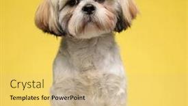  Presentation with puppy - Theme enhanced with confident-shih-tzu-puppy-looking background and a yellow colored foreground