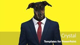  Presentation with navy blue - Presentation theme consisting of confident-teckel-dachshund-dog-wearing background and a wine colored foreground