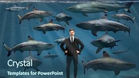  Presentation with sharks - Amazing PPT layouts having confident young businessman surrounded by sharks underwater backdrop and a ocean colored foreground