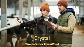  Presentation with livestock - PPT layouts with confident-young-female-worker background and a tawny brown colored foreground