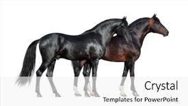  Presentation with horse and carriage isolated - Audience pleasing presentation theme consisting of conformity - horses isolated on white two backdrop and a white colored foreground