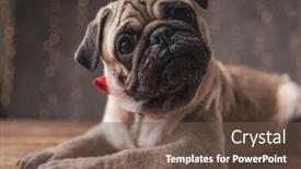  Presentation with super hero dog red - Colorful slide set enhanced with confused pug dog wearing red bowtie lying down and staring at camera on gray background backdrop and a tawny brown colored foreground