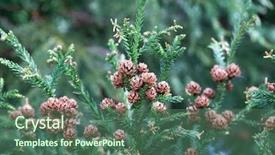  Presentation with pine - Slide deck with congested - japanese sugi pine cryptomeria japonica background and a ocean colored foreground