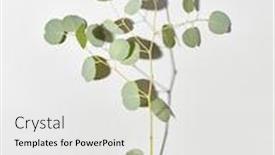  Presentation with congratulation - Audience pleasing presentation consisting of congratulation-card-from-evergreen-fresh backdrop and a light gray colored foreground