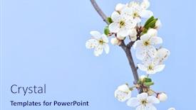  Presentation with congratulation - Amazing slide deck having congratulation-postcard-with-close-up backdrop and a light blue colored foreground