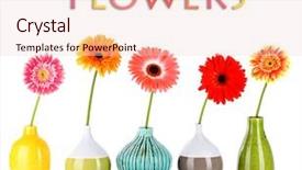  Presentation with white flowers - Beautiful PPT layouts featuring congratulation red orange - beautiful gerber flowers isolated backdrop and a  colored foreground
