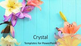  Presentation with blue - Presentation theme having congratulation red orange - beautiful lilies on blue wooden background and a arctic colored foreground