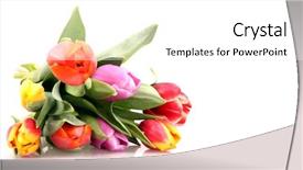  Presentation with congratulation - Slides enhanced with congratulation red orange - bouquet of fresh spring tulips background and a  colored foreground