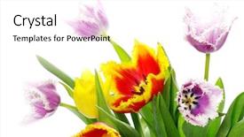  Presentation with congratulation - Beautiful presentation featuring congratulation red orange - bouquet of the tulips backdrop and a white colored foreground