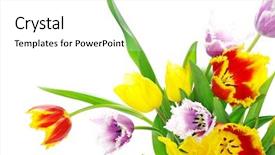  Presentation with congratulation - Presentation theme having congratulation red orange - bouquet of the tulips background and a white colored foreground