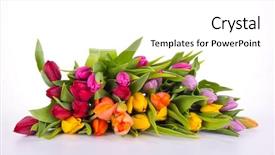  Presentation with congratulation - Presentation theme with congratulation red orange - bouquet of tulips isolated background and a white colored foreground