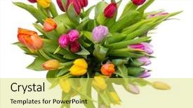  Presentation with congratulation - Beautiful presentation featuring congratulation red orange - bouquet of tulips top view backdrop and a yellow colored foreground