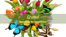 Presentation with tulips butterflies - PPT theme featuring congratulation red orange - bouquet of tulips with butterflies background and a tawny brown colored foreground
