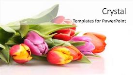  Presentation with congratulation - PPT theme with congratulation red orange - bouquet of tulips background and a white colored foreground