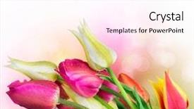  Presentation with flowers border - Cool new slide set with congratulations background - flowers border anniversary card design backdrop and a pink colored foreground