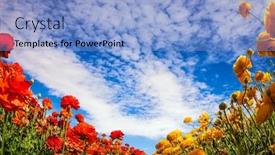  Presentation with congratulatory - Slides having congratulatory-photo-postcard-magnificent-blooming background and a light blue colored foreground